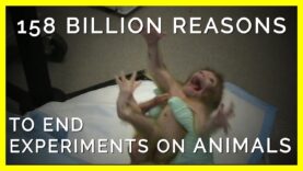 158 Billion Reasons Why Experimenting on Animals Must End