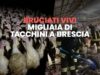 Bruciati vivi migliaia di tacchini a Brescia - Essere Animali