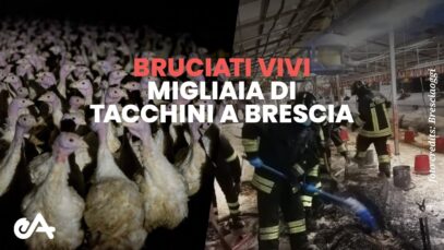 Bruciati vivi migliaia di tacchini a Brescia – Essere Animali