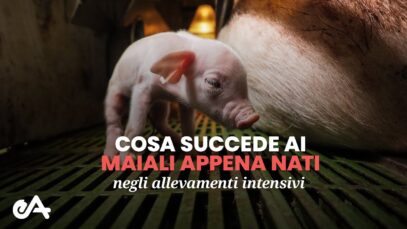 Cosa succede ai maiali appena nati negli allevamenti intensivi | immagini di Essere Animali