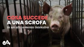 Cosa succede alle scrofe negli allevamenti intensivi