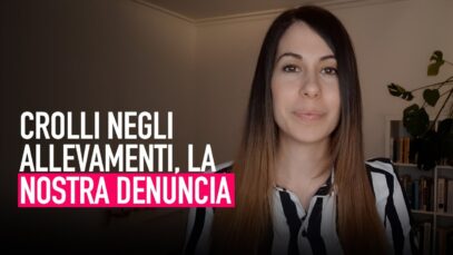 Crolli negli allevamenti: Animal Equality presenta denuncia