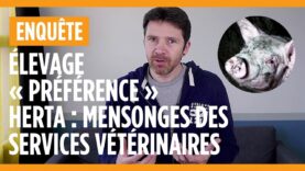 Elevage de cochons “Préférence” Herta – Les mensonges des services vétérinaires