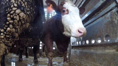 Have You Ever Imagined What It’s Like To Be Inside Of An Animal Transport Truck?