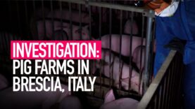 INVESTIGATION: Mistreatment on Italy's Pig Farms Revealed