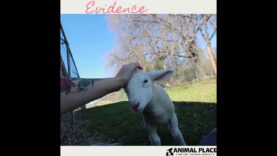 Lamb wants attention like a puppy