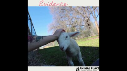 Lamb wants attention like a puppy