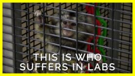 This Is Who the Wisconsin National Primate Research Center Plans to Torture