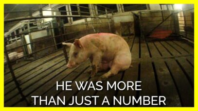 This Pig Was So Much More Than Number 112688