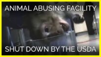 Animal Abusing Facility Shut Down by the USDA