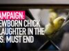 Animal Equality's Campaign Exposing the U.S. Egg Industry’s Routine Slaughter of Newborn Chicks