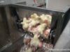 Chick Culling - Egg Industry