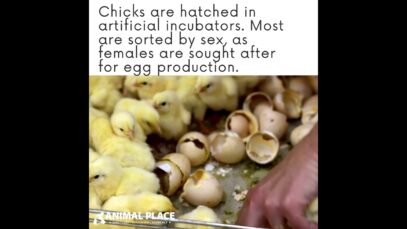 Chicks are Shipped Through the Mail