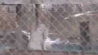 Finnish Fur Farm Investigation