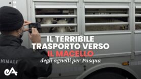 Il terribile trasporto verso il macello degli agnelli per Pasqua: la nostra nuova indagine