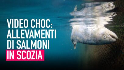 Inchiesta shock: allevamenti intensivi di salmoni in Scozia
