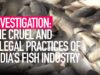 INVESTIGATION: The Cruel and Illegal Practices of India’s Fishing Industry