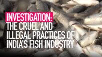 INVESTIGATION: The Cruel and Illegal Practices of India's Fishing Industry