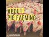 The truth about pig farming