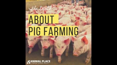 The truth about pig farming