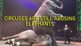 UniverSoul Circus Still Abusing Animals