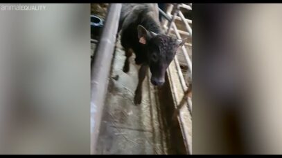 Vitelli uccisi dopo mesi in mezzo al mare, video esclusivo dalla nave