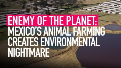 Animal Equality’s Investigation Into Mexico’s Factory Farms Shows Environmental Nightmare
