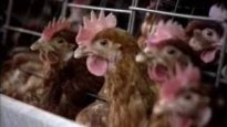 Carne da macello -  o animali da salvare? (capitolo 4 di 8: polli)