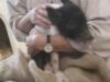 Freddie, maialino sperduto e salvato da Animal Place
