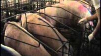 Investigazione negli allevamenti di maiali (anteprima)