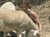 L’affetto e l’intelligenza delle pecore