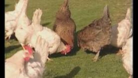 L'etologia di galli e galline: impariamo a conoscerli