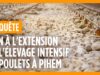 Non à l’extension de l’élevage intensif de poulets à Pihem