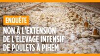 Non à l’extension de l’élevage intensif de poulets à Pihem