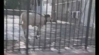 Queenie, vitellina fuggita dal macello