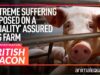 Animal Equality Investigation: Pigs Hammered to Death on "High Welfare" UK Farm