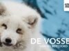 De vossen van Wilbertoord | Documentaire | Animal Rights