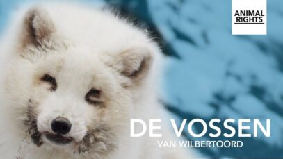 De vossen van Wilbertoord | Documentaire | Animal Rights