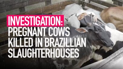 INVESTIGATION: Pregnant Cows Killed in Brazillian Slaughterhouses