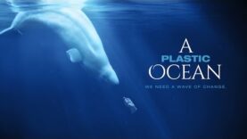 A-Plastic-Ocean