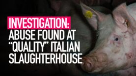 INVESTIGATION: Cruelty Found at Celebrated Pig Slaughterhouse in Italy