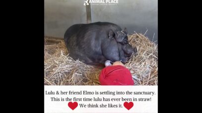Meet newly rescued potbelly pig Lulu & her friend Elmo! This is lulu's first time ever in straw!