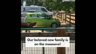 This beloved cow family is on the mooooove!