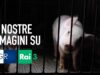 Allevamento degli orrori: le immagini sul TGR Emilia Romagna!