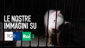Allevamento degli orrori: le immagini sul TGR Emilia Romagna!