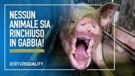 Animali rinchiusi in gabbie minuscole: cambiamo la legge europea