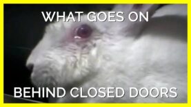 Animals Are Psychologically & Physically Tormented in Labs Before They’re Killed