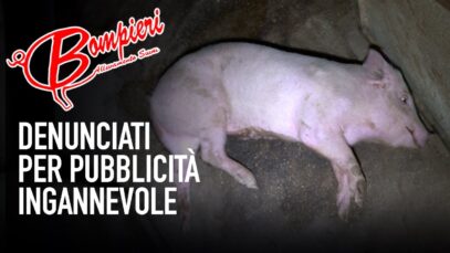 Crudeltà nel maxi-allevamento tra le sedi di Bompieri - la denuncia di Animal Equality continua