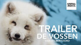 De vossen van Wilbertoord | Trailer | Documentaire