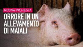 Dietro il Made in Italy: orrore in un allevamento di maiali in Lombardia